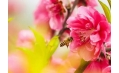 桃花都快開(kāi)了 你還宅在家里嗎？