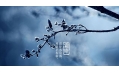 今日霜降 | 一年補(bǔ)透透，不如補(bǔ)霜降